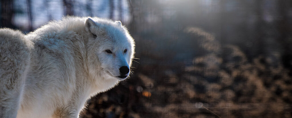 White wolf gazing out into the woods