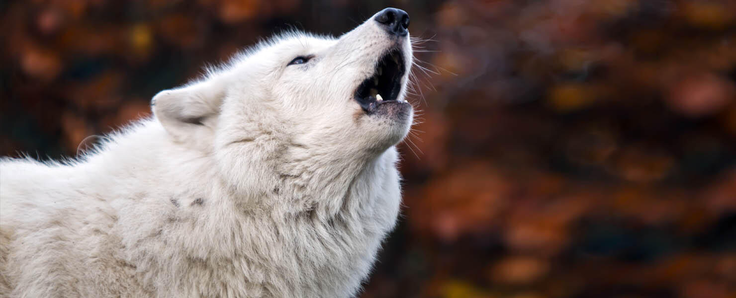White Wolf howling close up